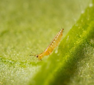 Трипсы: Как защитить растения от непрошеных гостей