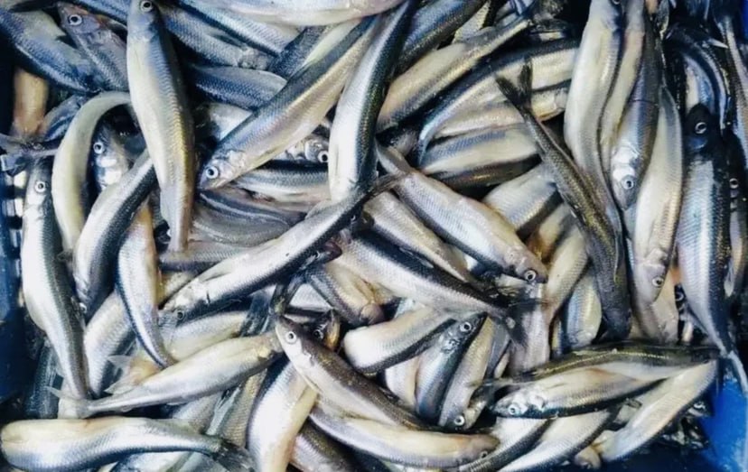 Александр Дрозденко: Корюшковая путина уже на старте — рыболовные предприятия Ленобласти сегодня выставили первые в этом сезоне мережи в Ладоге, в устье Волхова Александр Дрозденко: Корюшковая путина уже на старте — рыболовные предприятия Ленобласти сегодня выставили первые в этом сезоне мережи в Ладоге, в устье Волхова