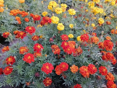 ������� ������ ������� �������� �� ���������� � ������� ��� ��������