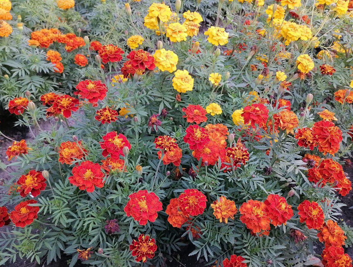 Способы защиты садовых растений от вредителей с пользой для экологии