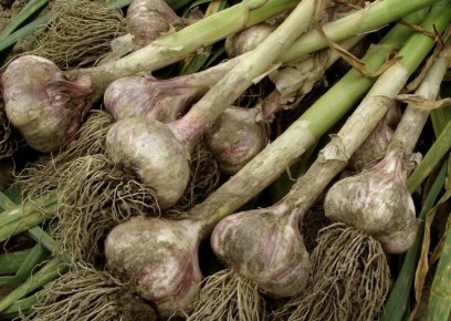 Как правильно подкормить лук и чеснок перед уборкой для наилучшего урожая