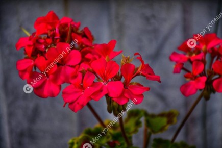 ������ � ��������� ����� ��� ����������� ������ ���������