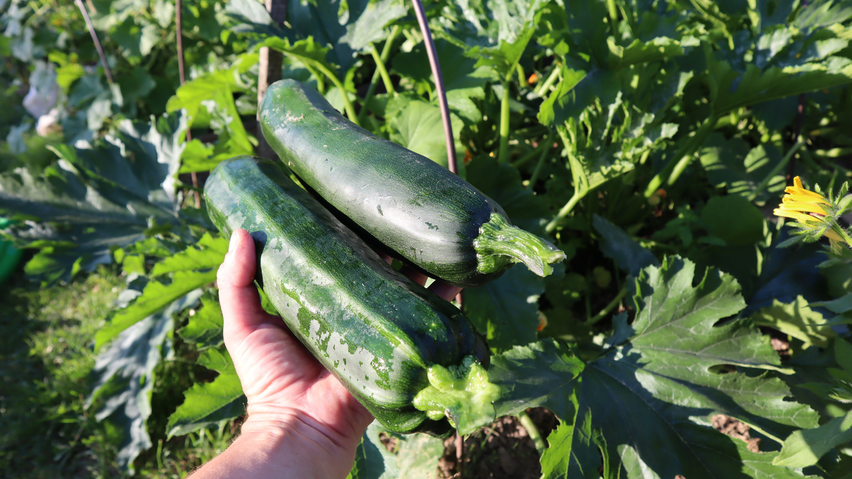 Секреты успешного плодоношения кабачков
