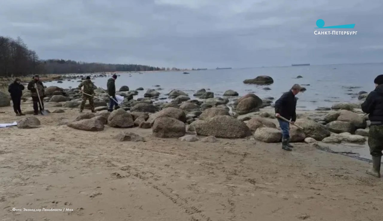 На берегу Финского залива нашли скопление нефтепродуктов в районе деревни Логи Кингисеппского района Ленинградской области
