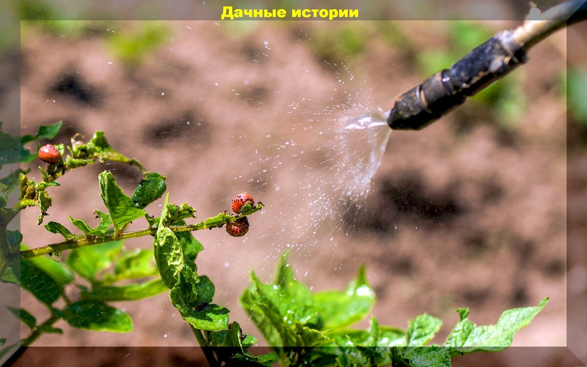 Инсектициды для дачников: что выбрать и как использовать