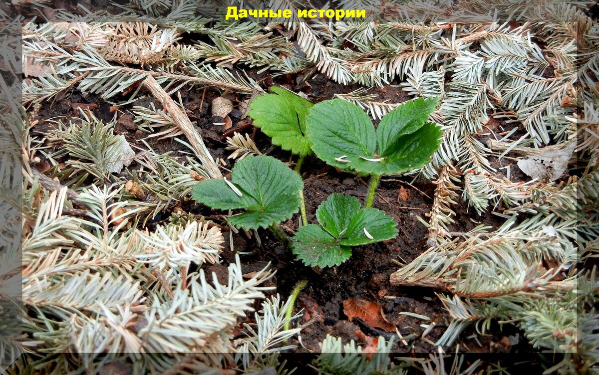 Хвойный опад и шишки: секреты успешного сбора для дачников