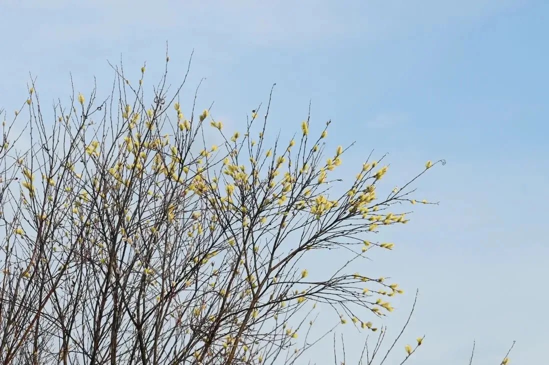 Александр Дрозденко: На ветвях деревьев уже набухли почки Александр Дрозденко: На ветвях деревьев уже набухли почки