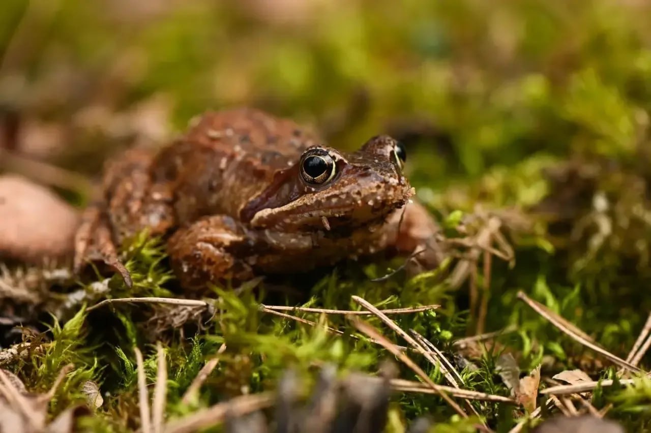 Александр Дрозденко: На ветвях деревьев уже набухли почки Александр Дрозденко: На ветвях деревьев уже набухли почки