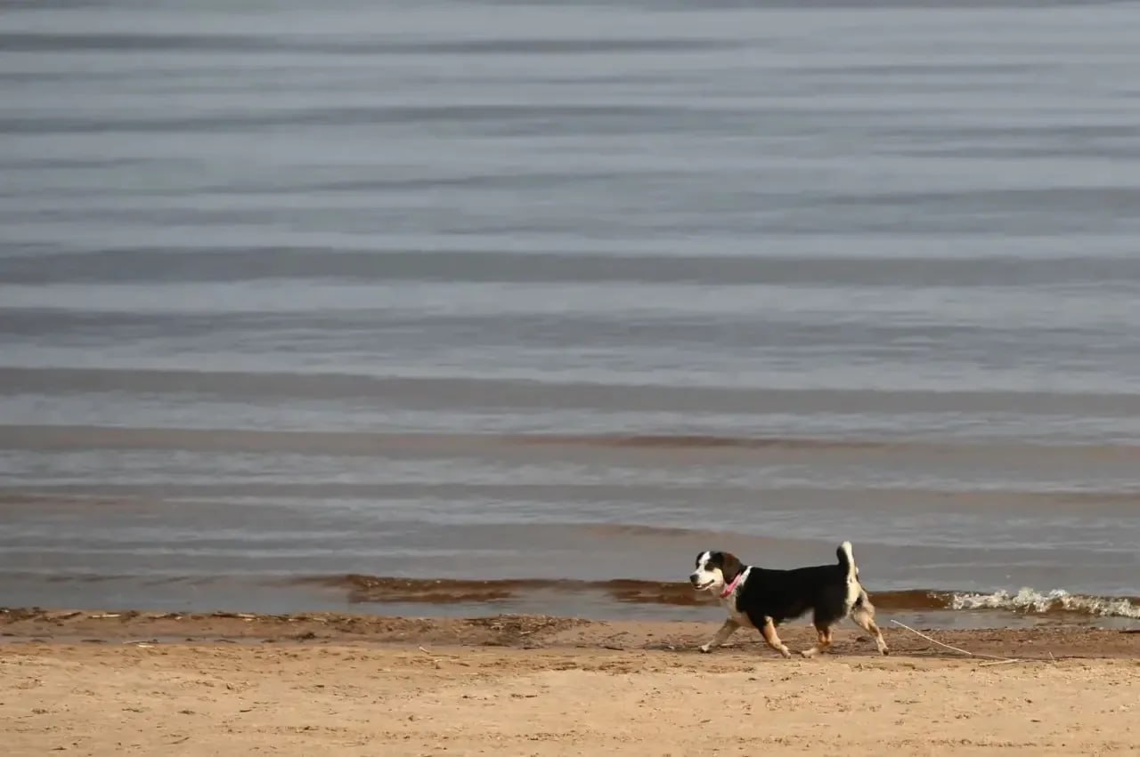 Александр Дрозденко: На ветвях деревьев уже набухли почки Александр Дрозденко: На ветвях деревьев уже набухли почки