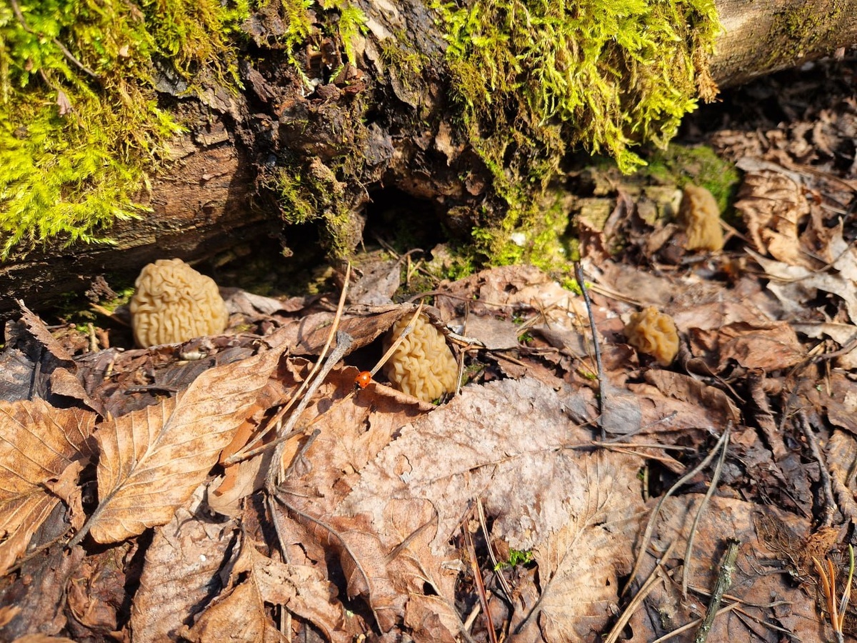Грибной сезон в Курске: каким будет улов этого года?