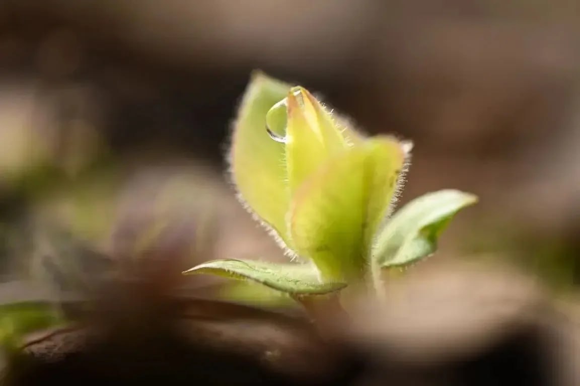Александр Дрозденко: На ветвях деревьев уже набухли почки