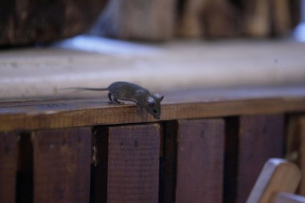 ��������������� ���������� � ���������� ������� ����� ������