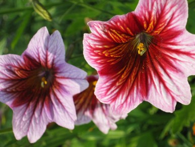 Какой пенстемон украсит ваш сад весной