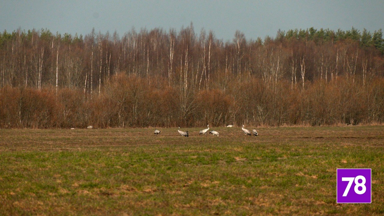 В Ленинградскую область из Африки вернулись серые журавли