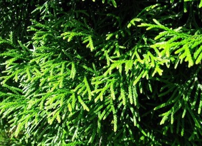 ����������� ��� �� �����: ��� �� ����� � ��������� ����