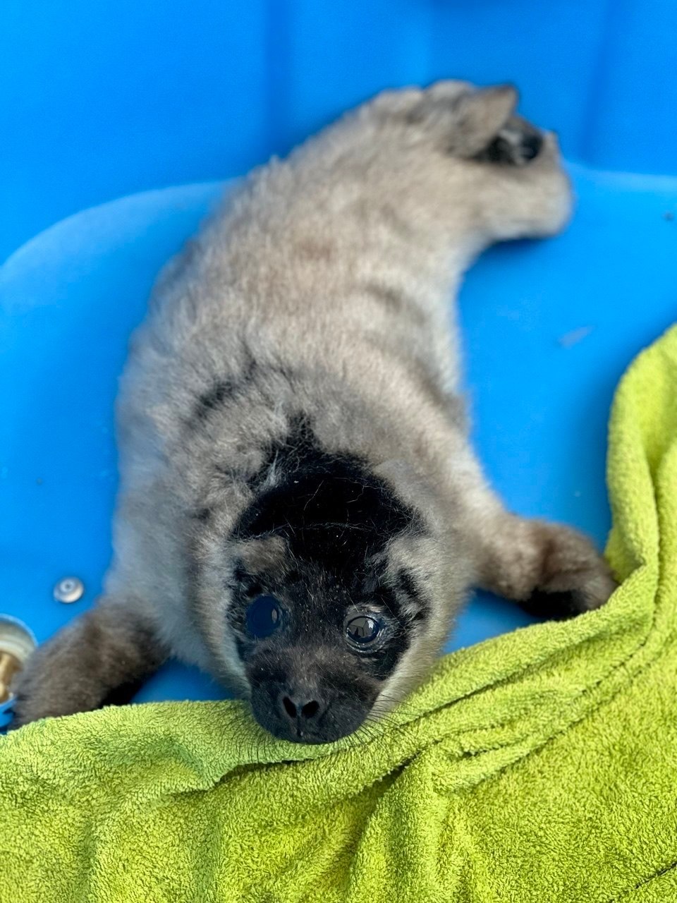 В поселке Снетково спасли крошечную ладожскую нерпу В поселке Снетково спасли крошечную ладожскую нерпу