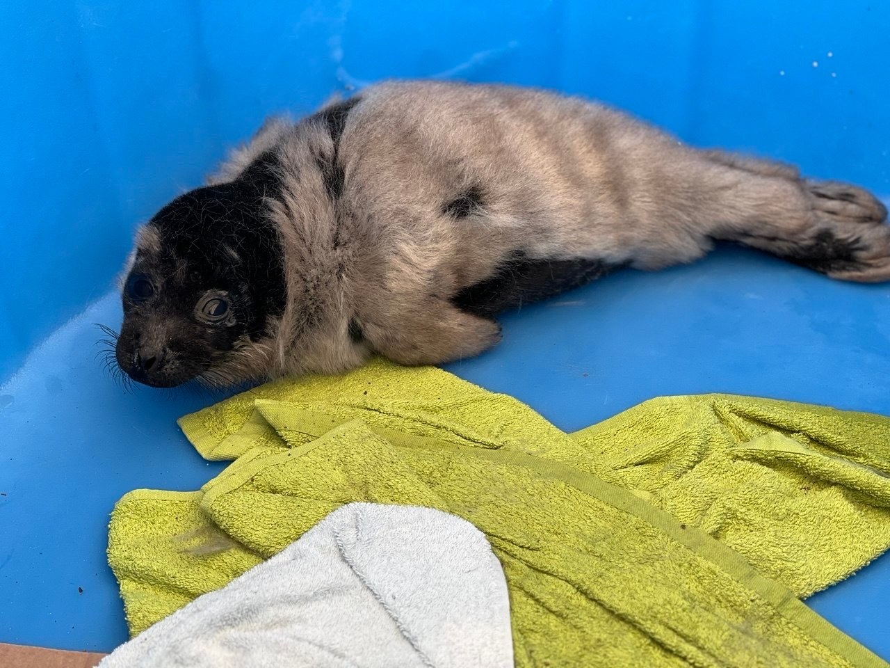 В поселке Снетково спасли крошечную ладожскую нерпу В поселке Снетково спасли крошечную ладожскую нерпу