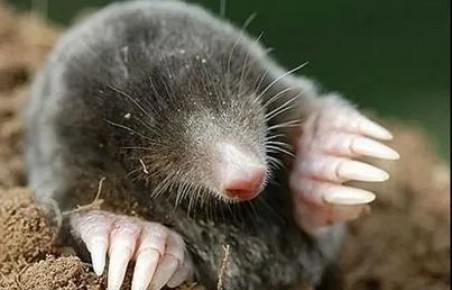 Как эффективно избавиться от кротов на своём участке: полезные советы и хитрости