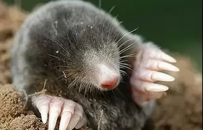 Как эффективно избавиться от кротов на своём участке: полезные советы и хитрости