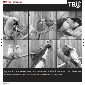 В частном зоопарке Ленинградской области погибли более 50 попугаев