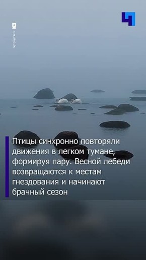 В Финском заливе сняли завораживающий брачный танец лебедей