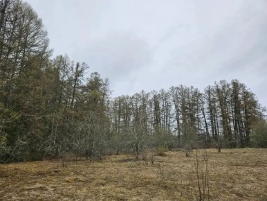 Александр Дрозденко: Подписал постановление о создании нового памятника природы регионального значения в Кировском районе — «Петровщинская лиственничная роща»