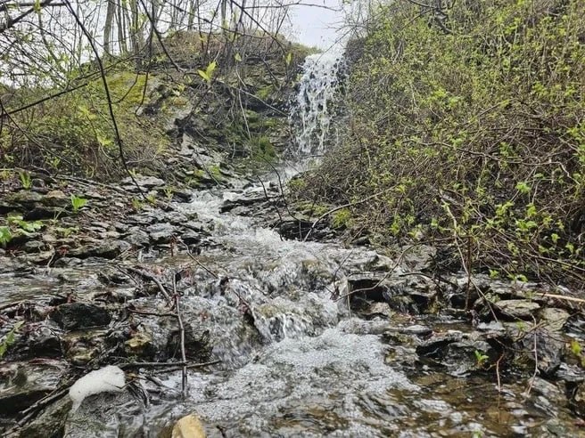Новый памятник природы регионального значения «Петровщинская лиственничная роща» появился в Кировском районе Ленобласти