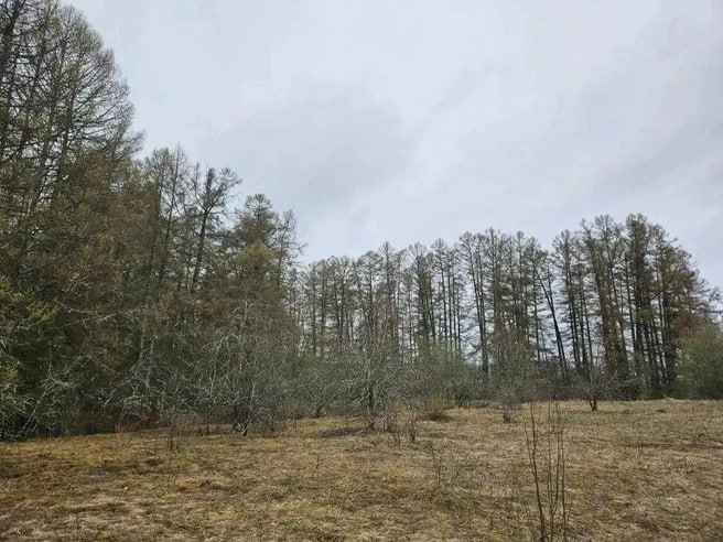 Новый памятник природы регионального значения «Петровщинская лиственничная роща» появился в Кировском районе Ленобласти Новый памятник природы регионального значения «Петровщинская лиственничная роща» появился в Кировском районе Ленобласти