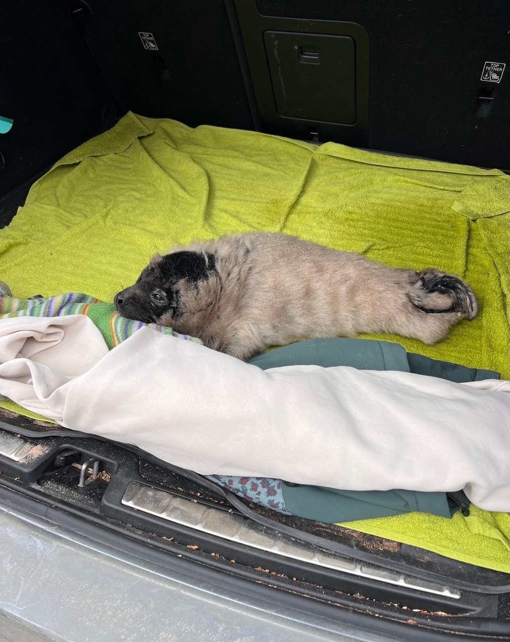 В поселке Снетково спасли крошечную ладожскую нерпу В поселке Снетково спасли крошечную ладожскую нерпу