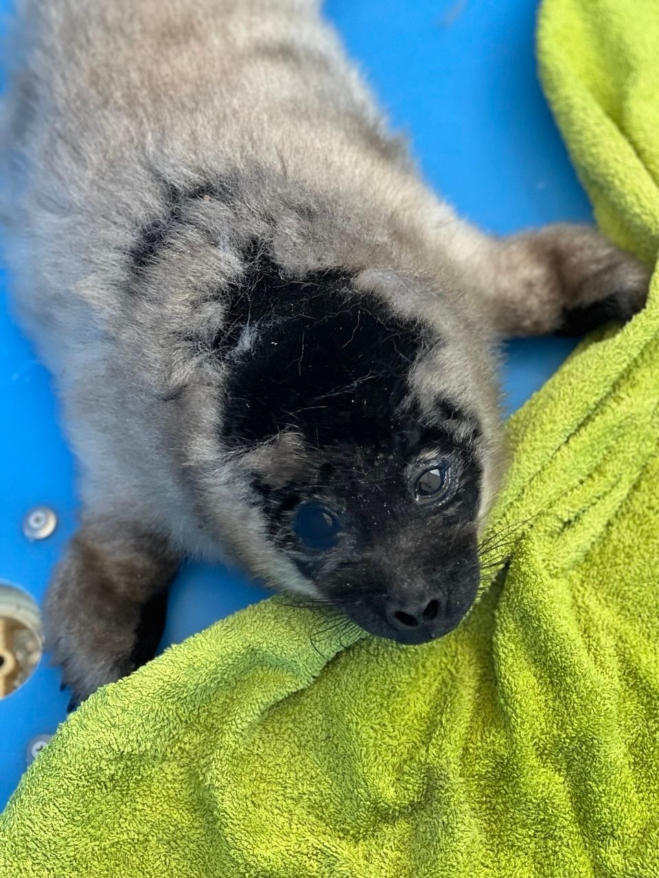 В поселке Снетково спасли крошечную ладожскую нерпу В поселке Снетково спасли крошечную ладожскую нерпу