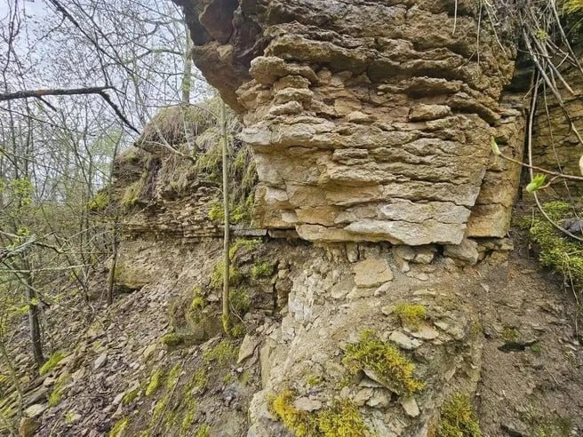 Новый памятник природы регионального значения «Петровщинская лиственничная роща» появился в Кировском районе Ленобласти Новый памятник природы регионального значения «Петровщинская лиственничная роща» появился в Кировском районе Ленобласти