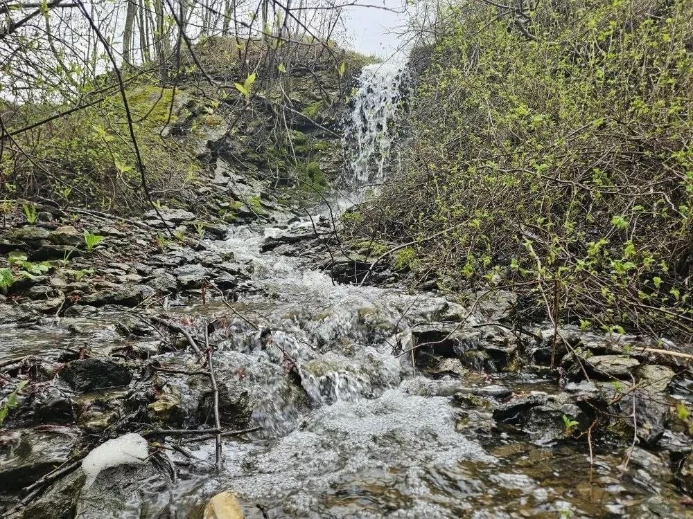 Памятник природы «Петровщинская лиственничная роща» появился в Ленобласти Памятник природы «Петровщинская лиственничная роща» появился в Ленобласти