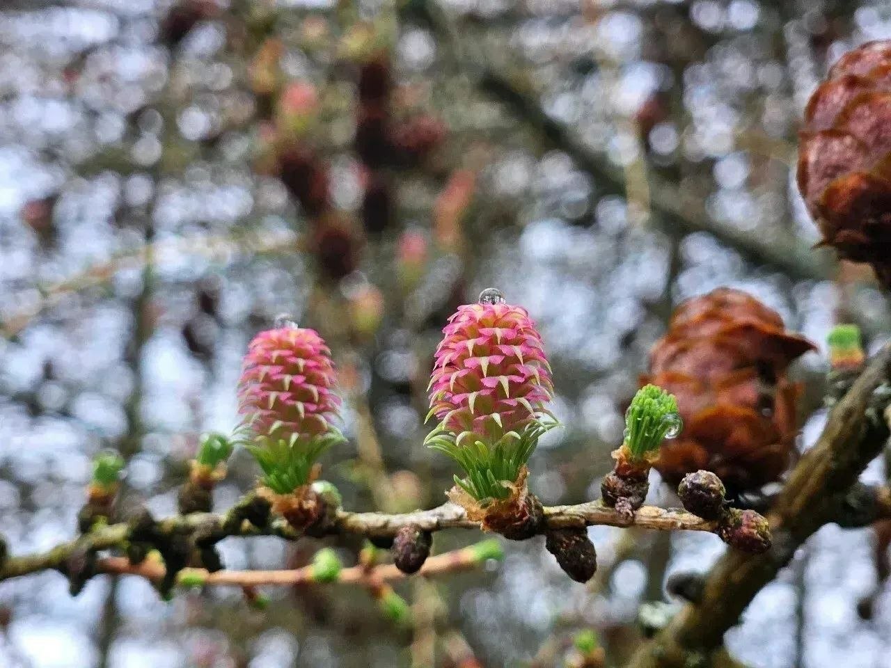 Памятник природы «Петровщинская лиственничная роща» появился в Ленобласти Памятник природы «Петровщинская лиственничная роща» появился в Ленобласти