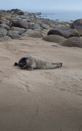 В поселке Снетково спасли крошечную ладожскую нерпу