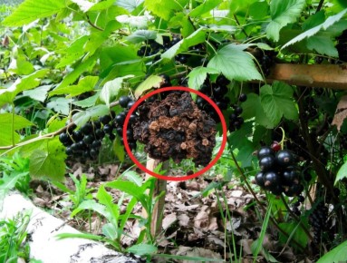 ������� ������ ��� ������� ������� ���������: ����� ������ ����