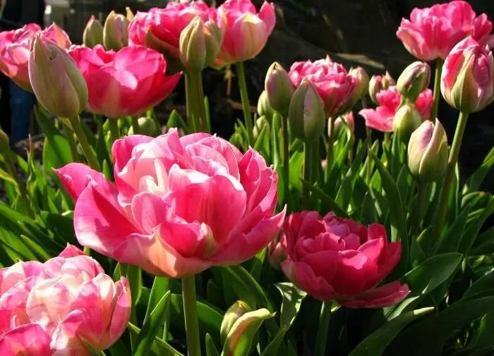 Как ухаживать за тюльпанами после цветения: простые советы для сада