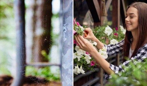 Уксус против пауков: неожиданные секреты для чистого балкона