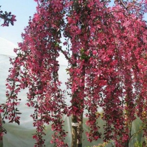 Яблоня плакучая краснолистная: живая красота и сладкие плоды в вашем саду