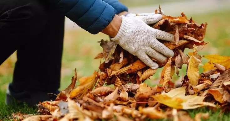 Листья осени: как превратить мусор в золото для вашего сада