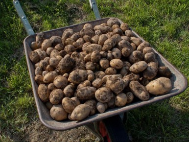 Осенняя подготовка картофеля: секрет раннего урожая уже в ваших руках