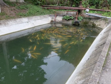 Производство форели выросло в Предгорном округе