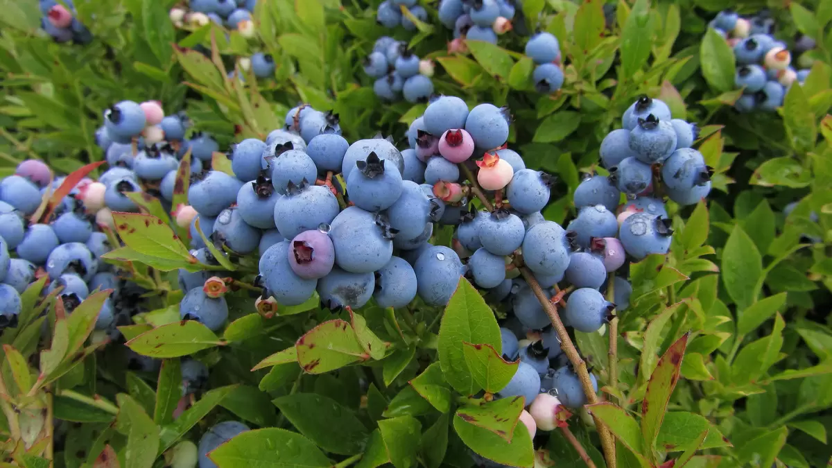 Почему голубика становится must-have среди дачников