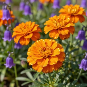 �������� � ����: ������� �������� ��������� ��� ������� ��������