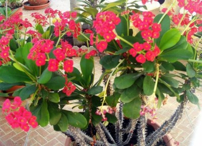 ����� �������� ��������� ��������: ��� �������� ������� �������� �� �����