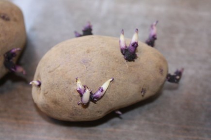 Проращивание картофеля: секреты ранних всходов в апреле