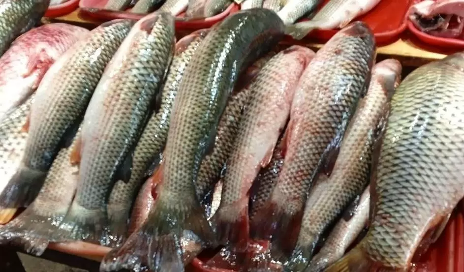 Россия укрепляет позиции в вылове тихоокеанских лососей