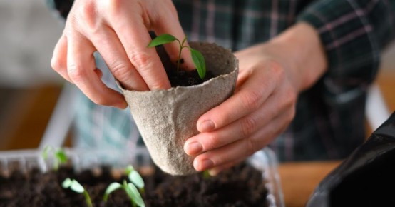 Как посев кипятком помогает семенам прорастать быстрее