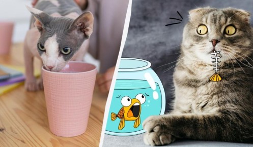 10 неожиданных продуктов, которые могут навредить вашему коту
