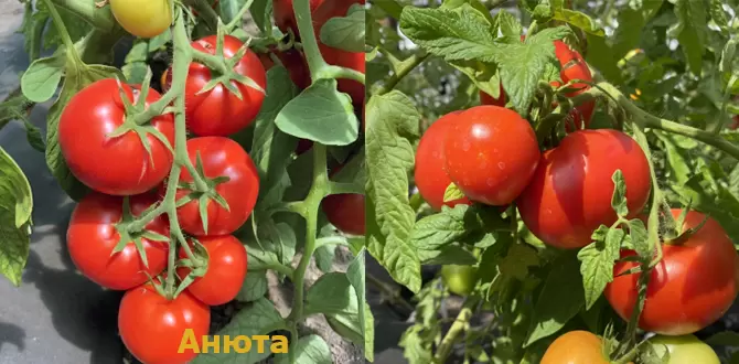 Ошибки в уходе за томатами: как избежать провалов и собирать богатый урожай