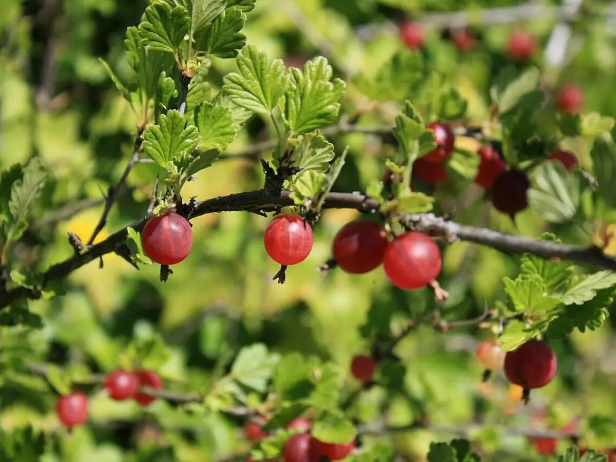 осень на грядках: как томаты и крыжовник усиливают друг друга